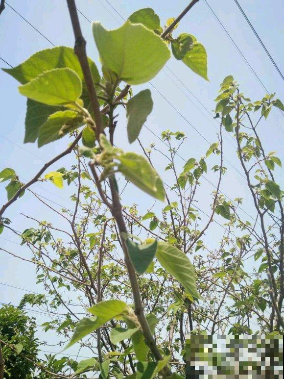 构树全身都是宝，花穗和果子都能吃，叶子还能洗碗！