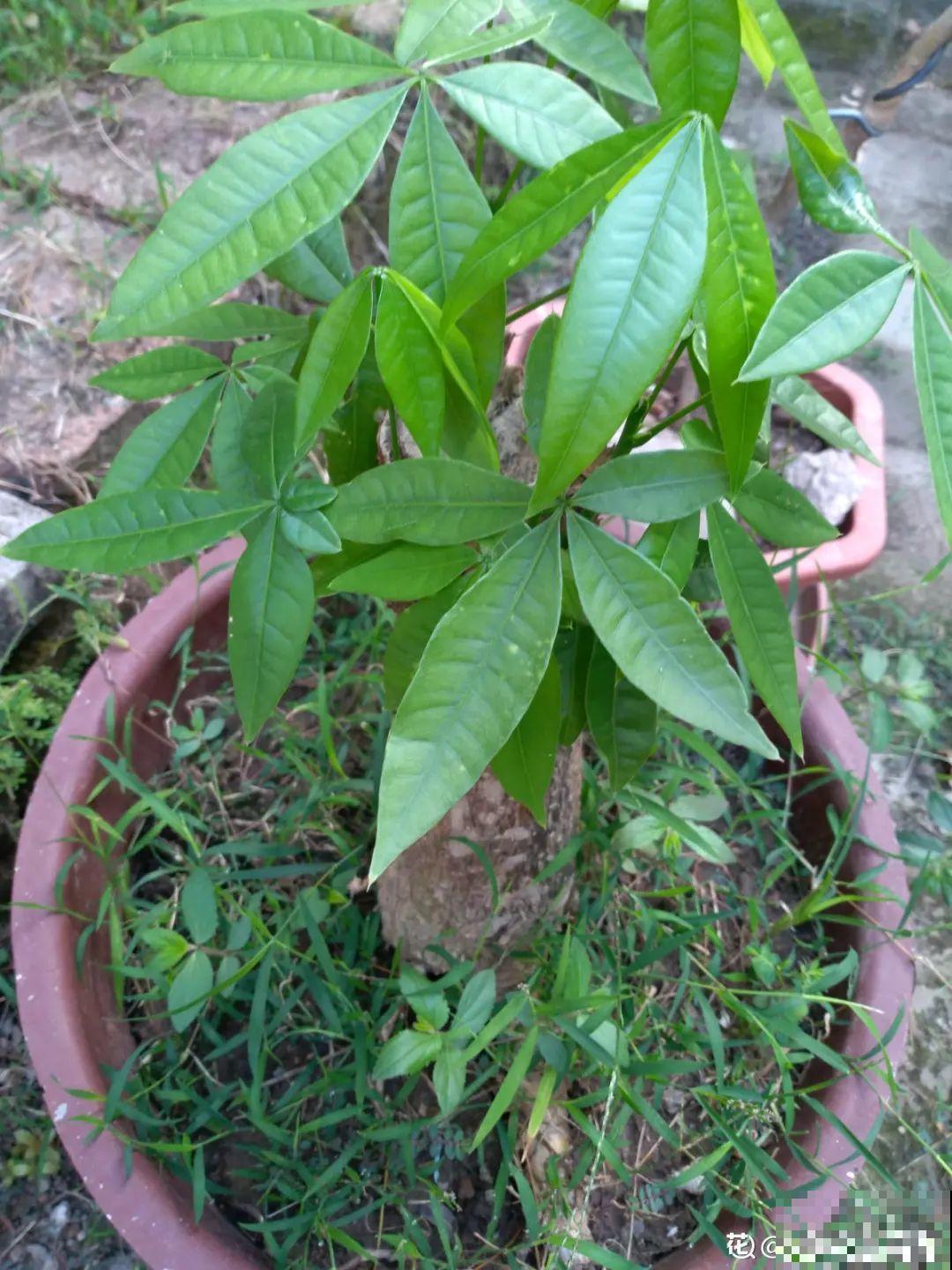 20种花秋天浇水避坑指南,现在就注意,来年长更好! 20种花秋天浇水避坑指南,现在就注意,来年长更好!