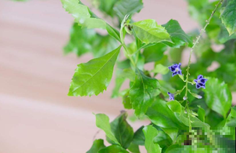 “紫美人”蕾丝金露花,紫得发亮,养成花帘美爆了! “紫美人”蕾丝金露花,紫得发亮,养成花帘美爆了!
