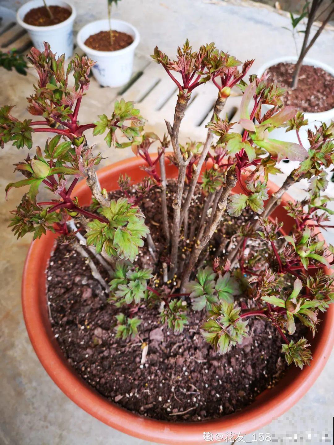 下个月开始，这10种花不能剪，剪了没花看，白养大半年！