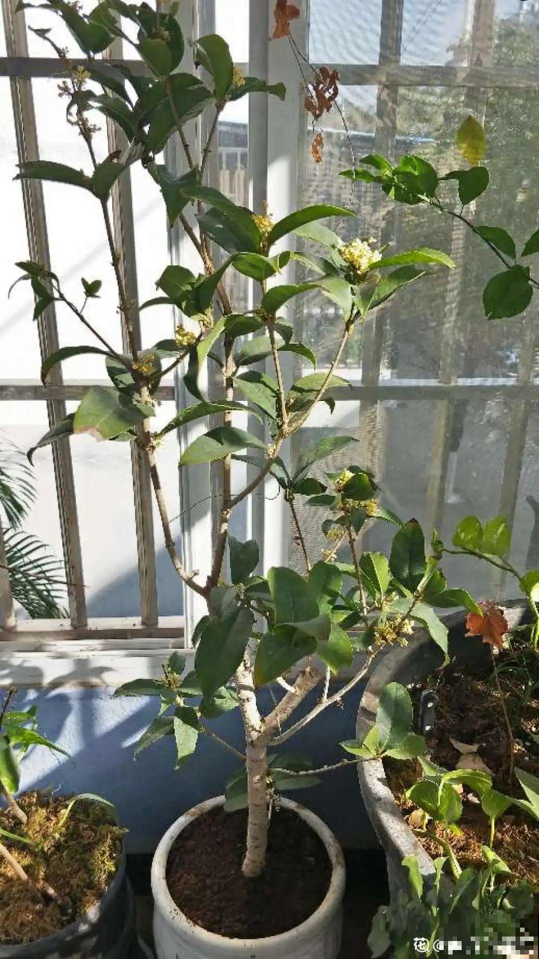 养花最重要的就是选花盆，花盆选错了，花都长不好