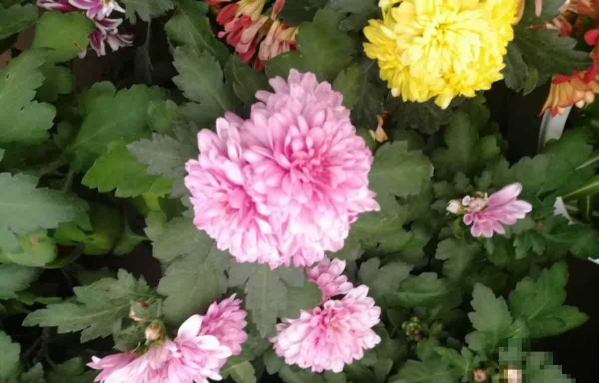 教你6招，买来的菊花能养好几年，超级简单好用！