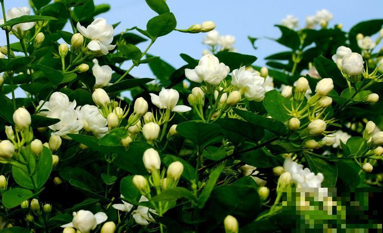 最适合各个地方养的花，快看你的家乡，适合养哪些花！