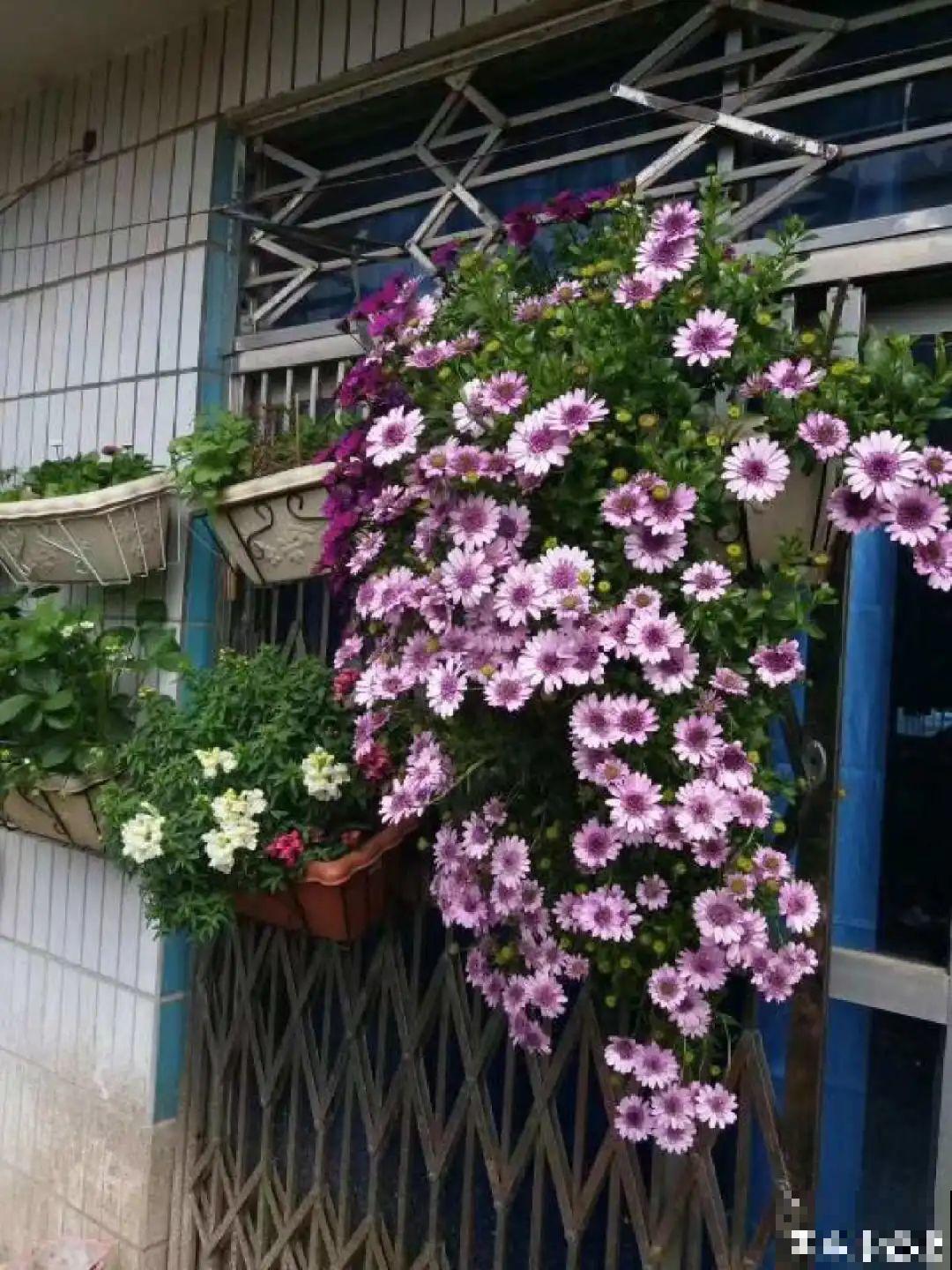 家里4个角落别浪费，分别养些好看的花，一年就能变花园！