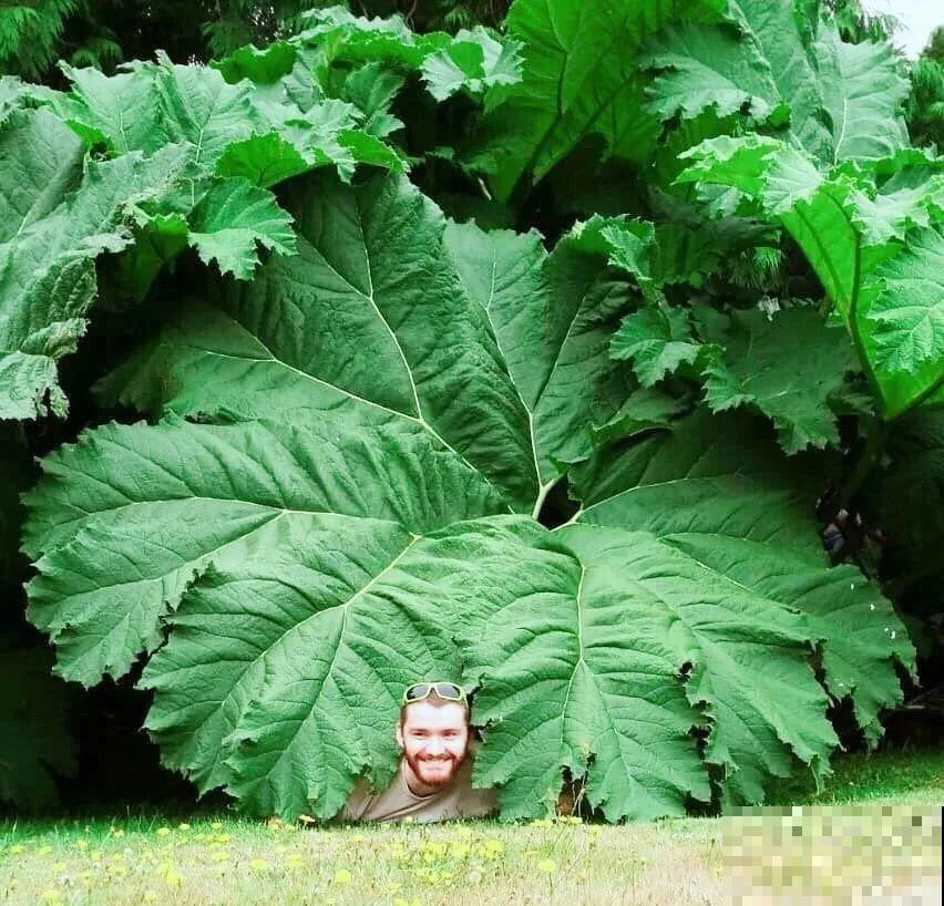 比人还大的植物叶，感受一下来自大自然的神奇！