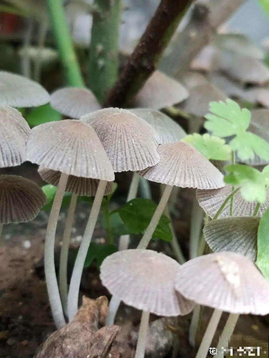 秋凉容易生虫子，月季招来害虫，必须赶紧换盆