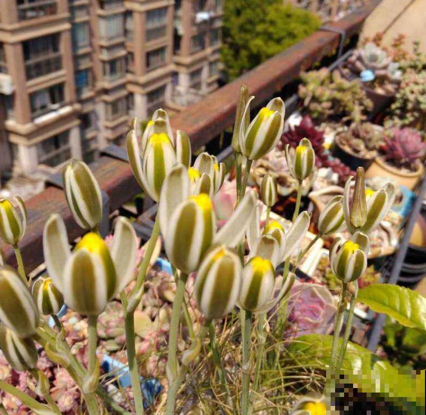 苍角殿很皮实，1个月不浇水都能活，养着省心！