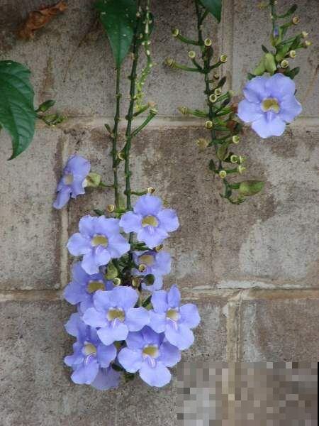 9种罕见又美妙的植物,你要认识一种,我都承认你厉害! 9种罕见又美妙的植物,你要认识一种,我都承认你厉害!