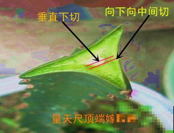 蟹爪兰就得现在嫁接,高温高湿,三两天就活了! 蟹爪兰就得现在嫁接,高温高湿,三两天就活了!