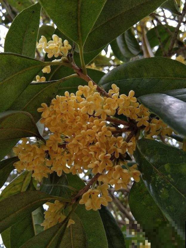 下个月开始，这10种花不能剪，剪了没花看，白养大半年！