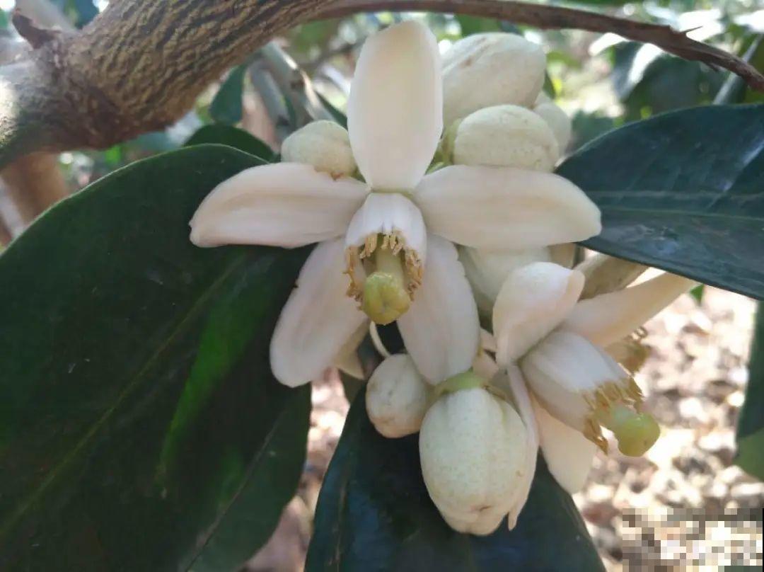 院子里种棵守家果树,镇宅风水好,旺人旺家 院子里种棵守家果树,镇宅风水好,旺人旺家