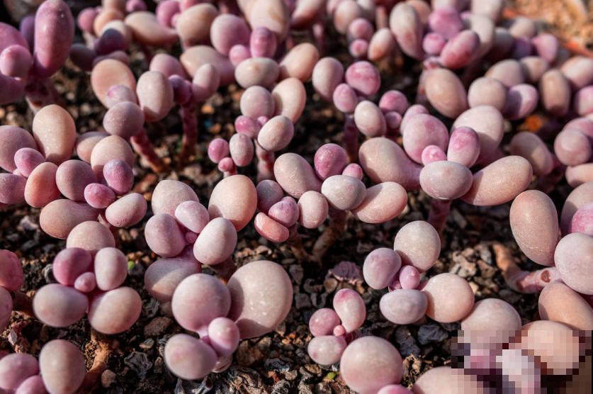 封闭小阳台，适合养这8种多肉，上色快、爆盆容易！