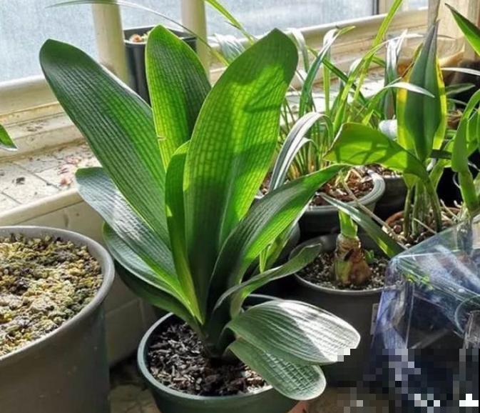 君子兰3大养护难题,一次性给你解决,今年准时开花! 君子兰3大养护难题,一次性给你解决,今年准时开花!