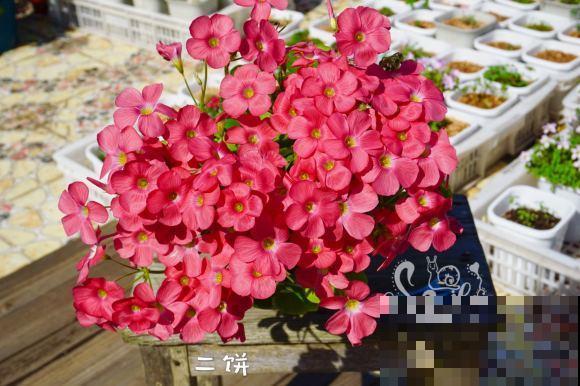 酢浆草太能生崽,一年生一堆,多得都想扔! 酢浆草太能生崽,一年生一堆,多得都想扔!