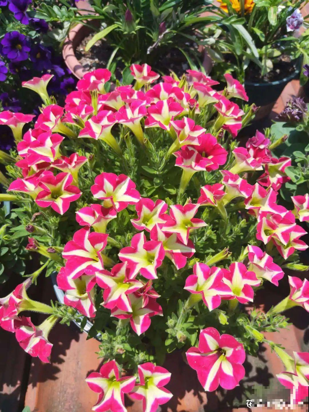 她在屋檐上养花，每天爬上爬下，乐在其中！