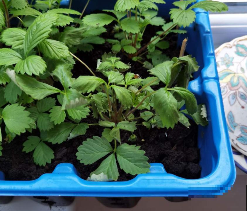 5种水果盆栽，秋天种刚好，果子能结一大片！