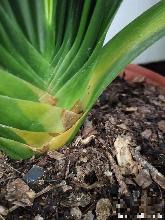 养根的3个小方法,照着一步步做,根能撑爆盆! 养根的3个小方法,照着一步步做,根能撑爆盆!