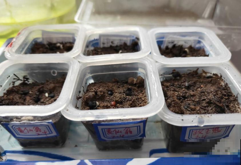 现在是播种最佳时期,种多少活多少,从秋开到春! 现在是播种最佳时期,种多少活多少,从秋开到春!