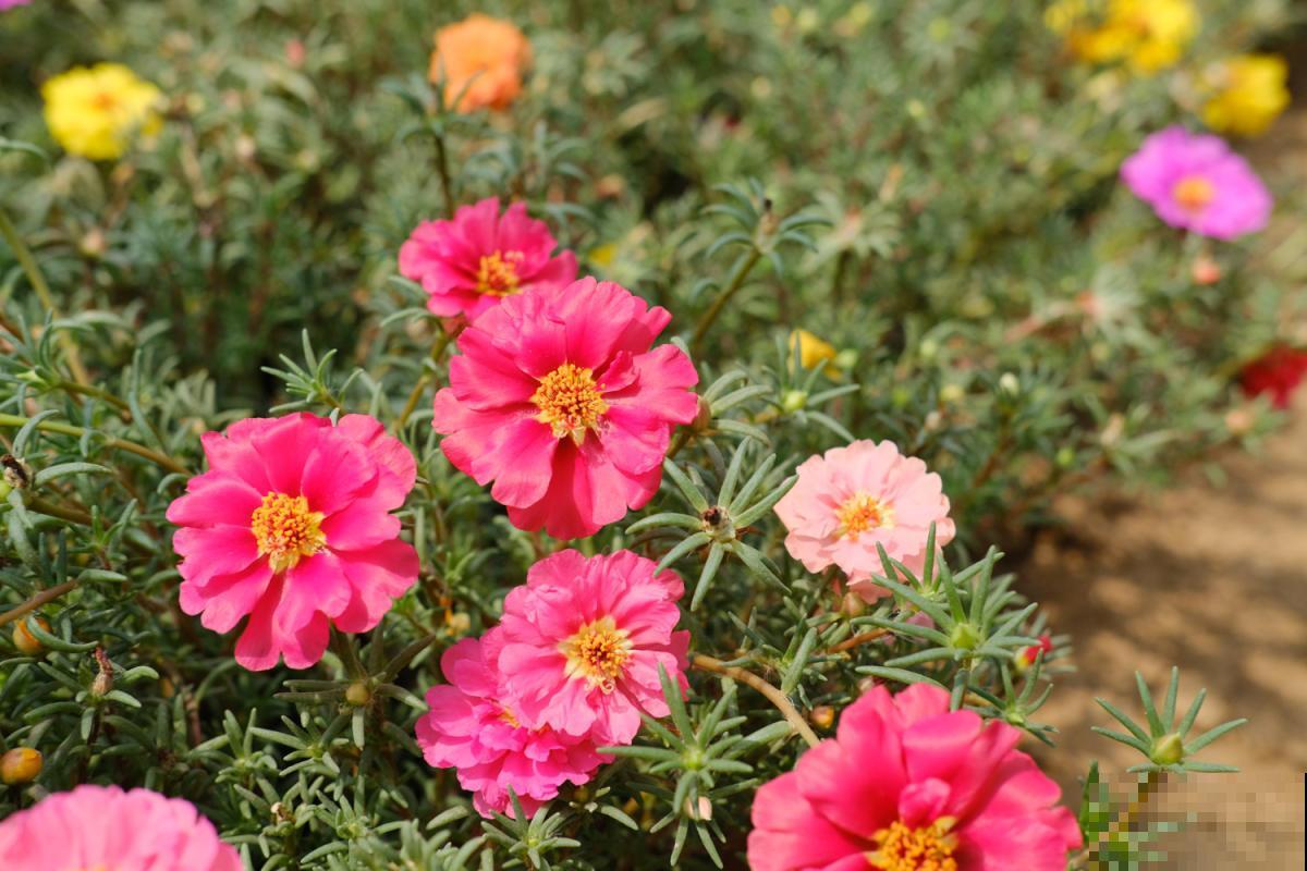 在家养花，选对品种投资十几块，一年能赚不少