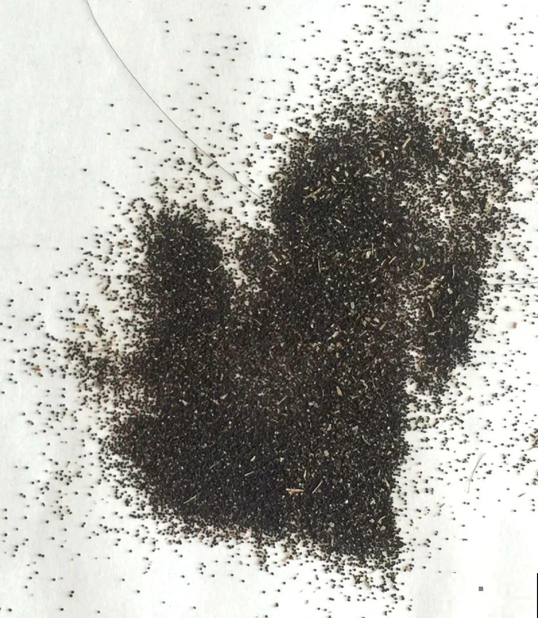 种花赚钱？要是有块地，真的发财了！