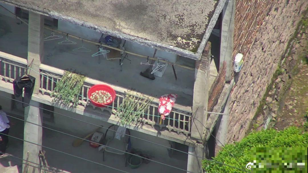 罂粟花不能随便种,私自种植,就得薅光 罂粟花不能随便种,私自种植,就得薅光