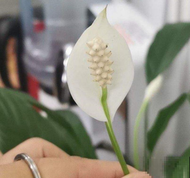 白鹤芋,净化能力特好,种在卧室轻松好梦! 白鹤芋,净化能力特好,种在卧室轻松好梦!