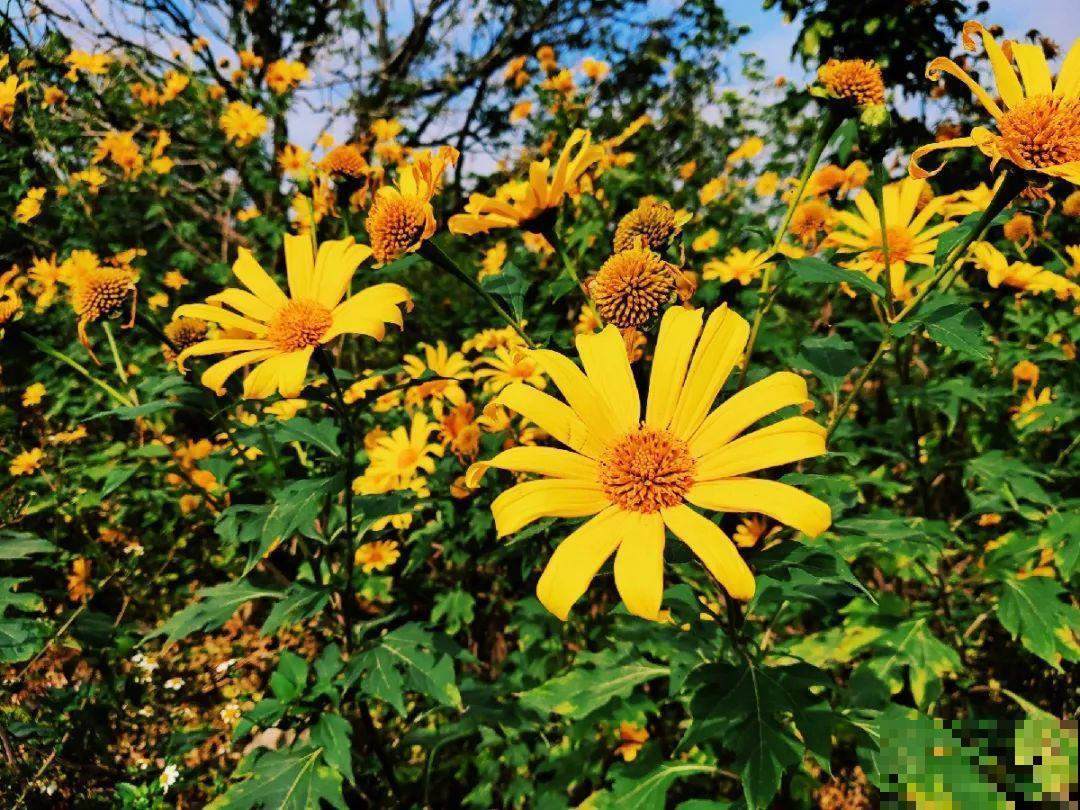 38种入侵植物,全村出来挖,挖完又长一大片 38种入侵植物,全村出来挖,挖完又长一大片