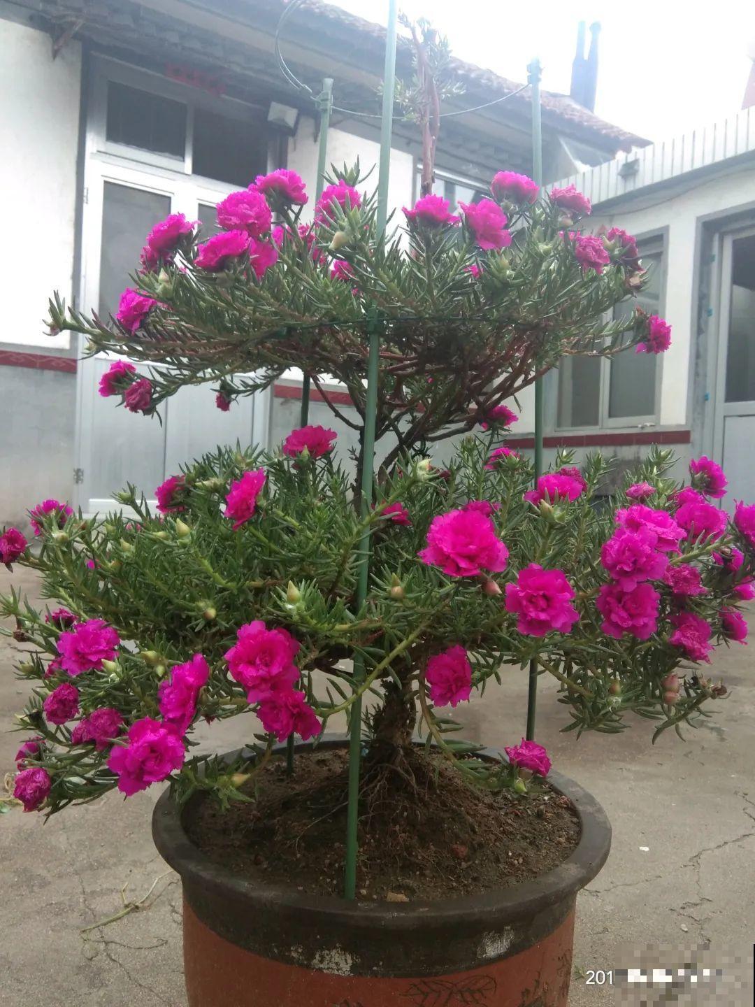 8根筷子绑一起,2个月变老桩,让你爱不释手! 8根筷子绑一起,2个月变老桩,让你爱不释手!