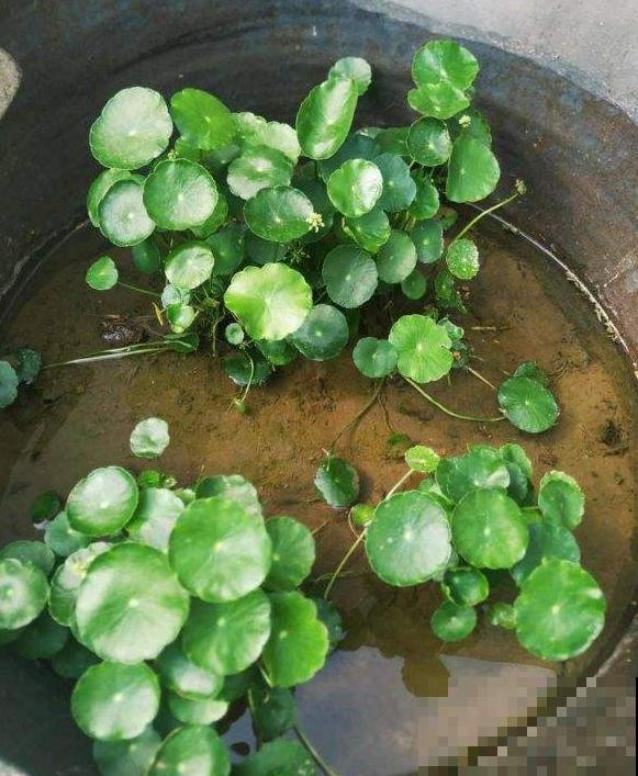 这4种花就是大水缸，越浇水越疯长，一缺水就枯了！