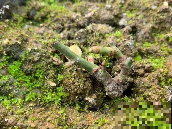 现在开始，这10种花不能剪，剪了开花难！