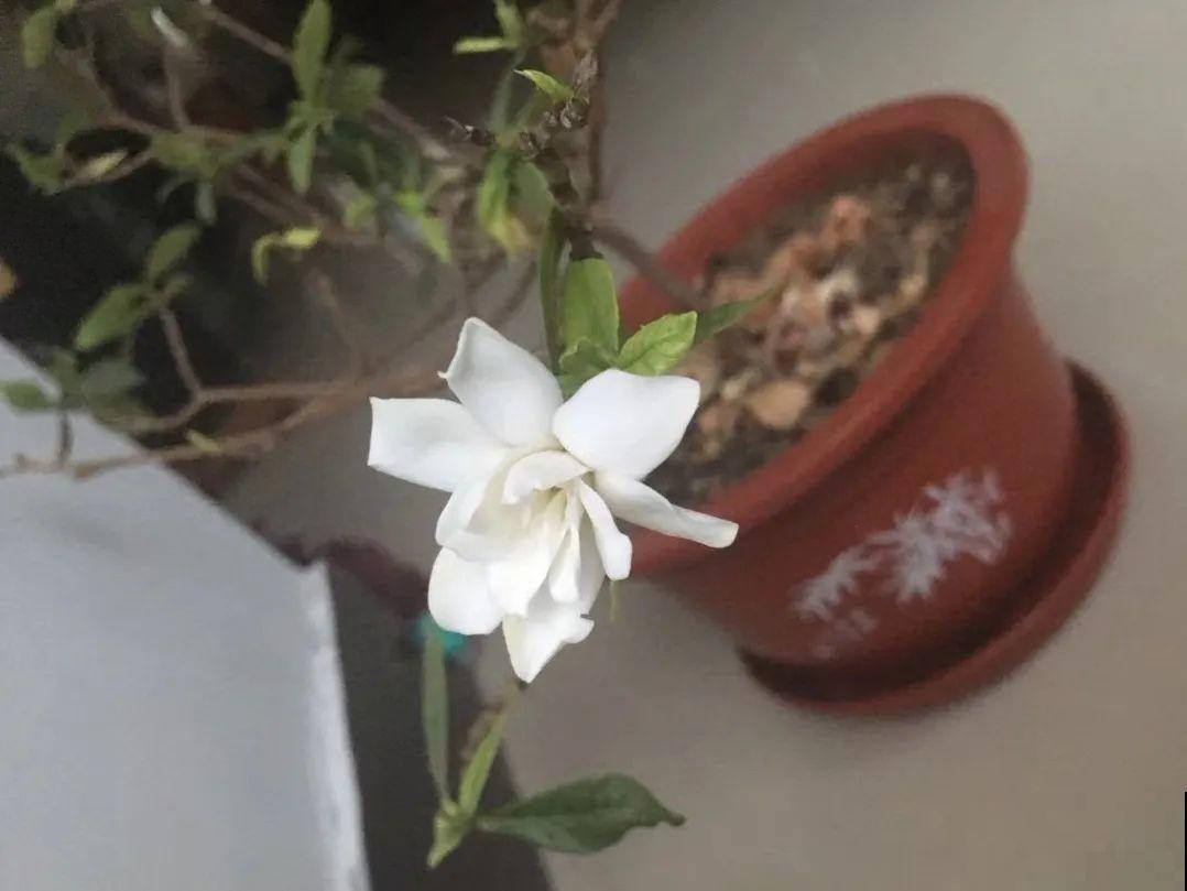 公认难养的花,养一盆死一盆,从来没有养活过! 公认难养的花,养一盆死一盆,从来没有养活过!