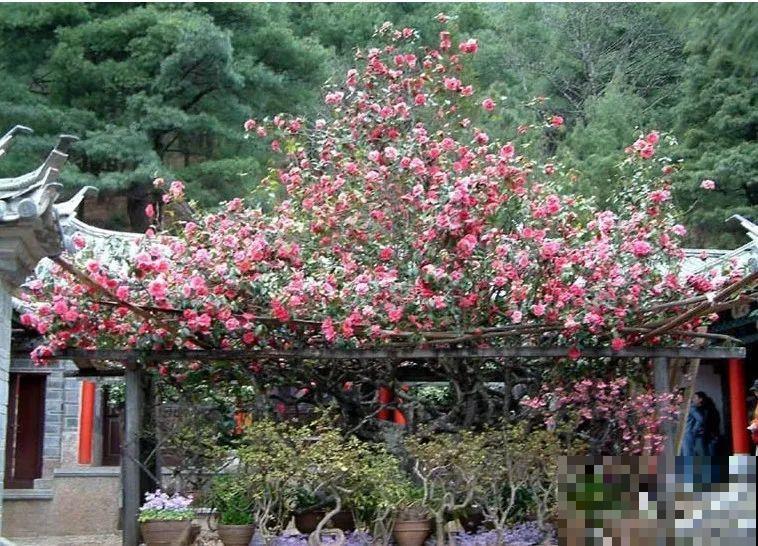 407岁古树，熊孩子玩火烧坏，只剩树皮还能活？