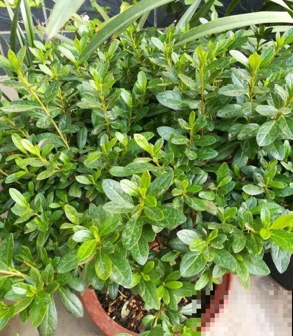 养花不一定要用大花盆，8种花要换小盆，挤着养才能长好