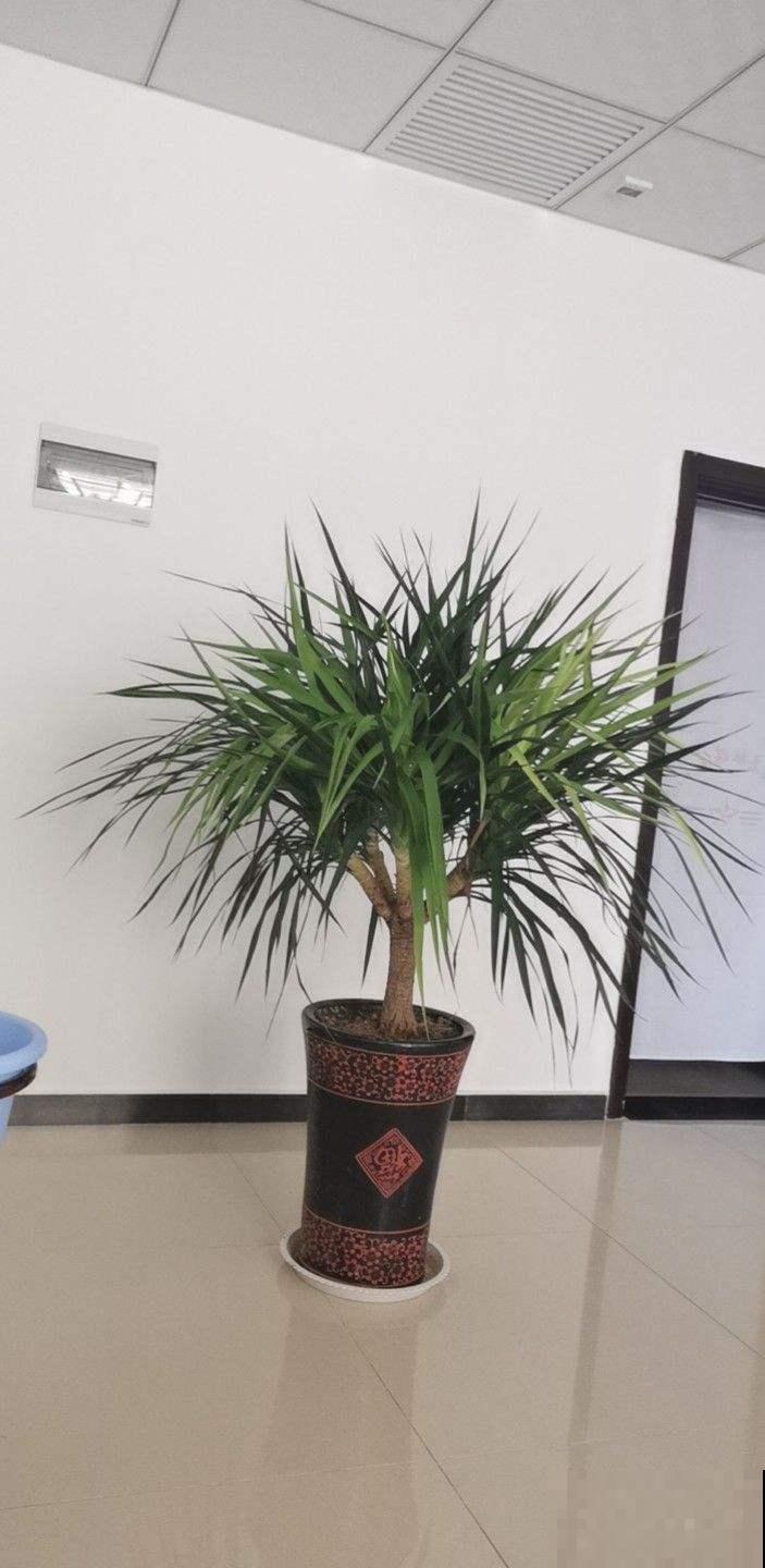 植物界的4种“老寿星”,抱回家一盆,养能养几十年! 植物界的4种“老寿星”,抱回家一盆,养能养几十年!