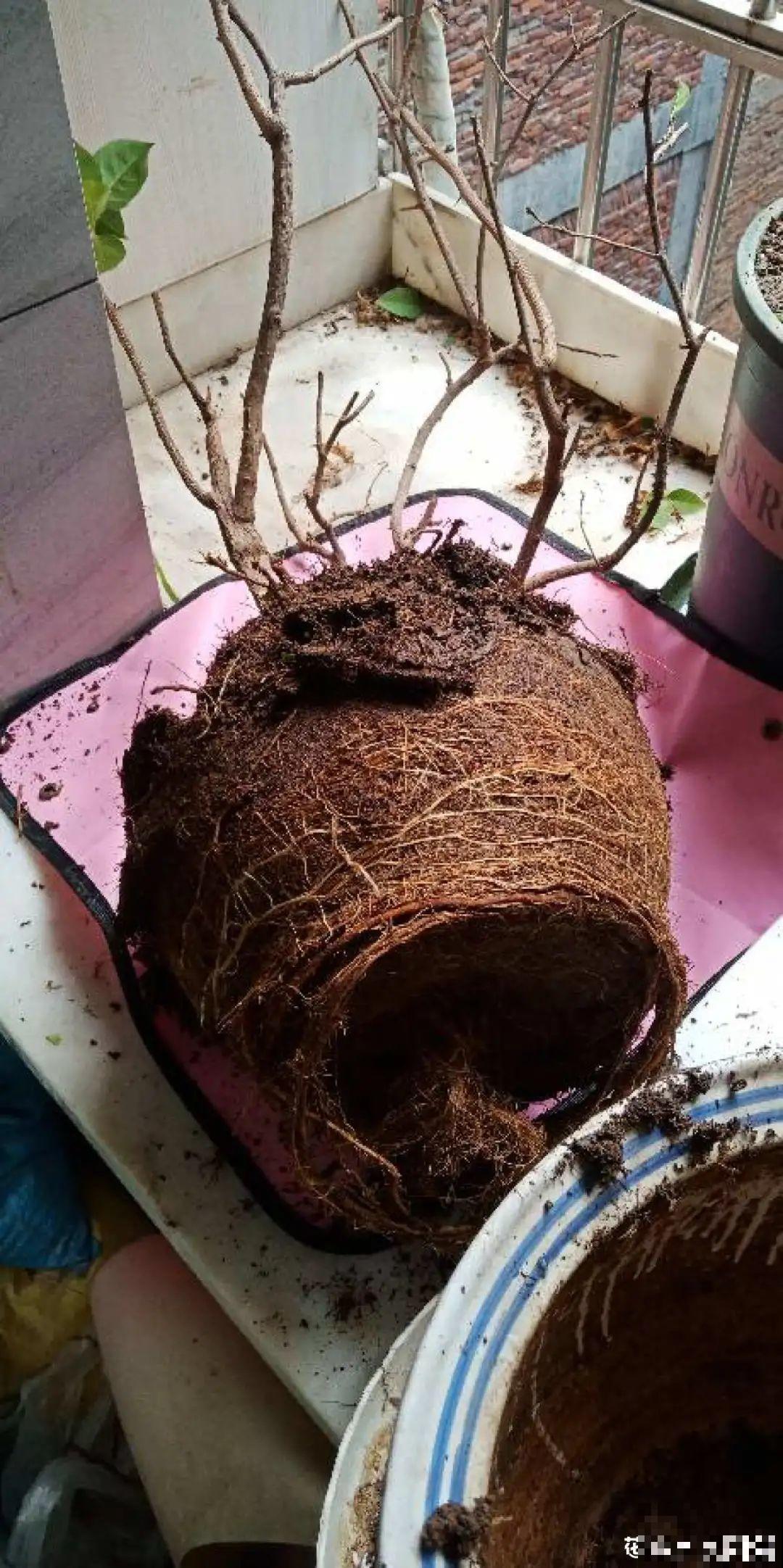 换盆的旧土别丢了，掺点料，肥得冒油！