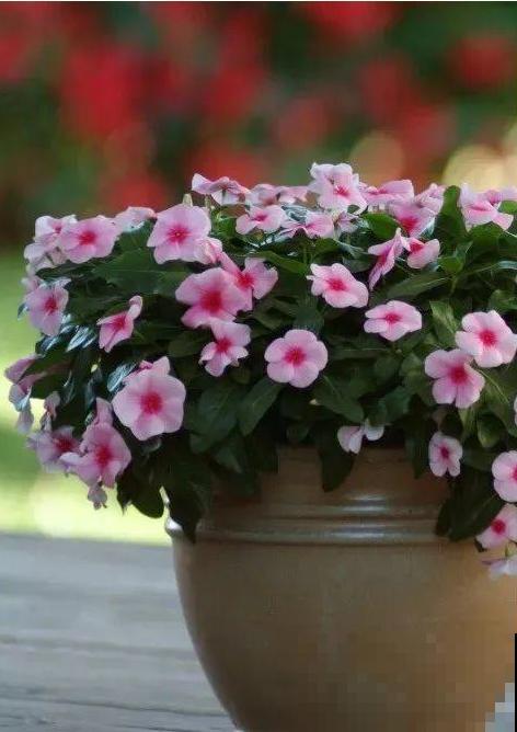 1种花是开花机器，只要温度合适，一年四季都能开花