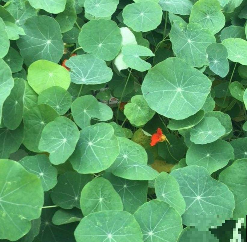 秋天快养旱金莲，花期特长，一年开三季！