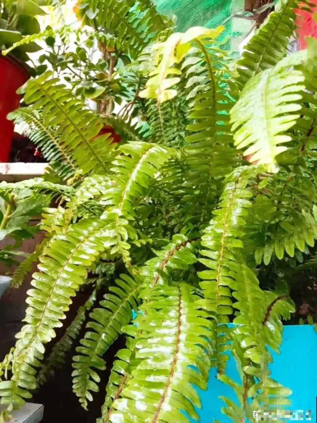 新买一盆花,叶子五颜六色,真怀疑它是不是喷药了? 新买一盆花,叶子五颜六色,真怀疑它是不是喷药了?