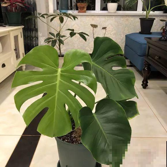 龟背竹长出长鞭子，连着茎一块砍下来，种土里就能活