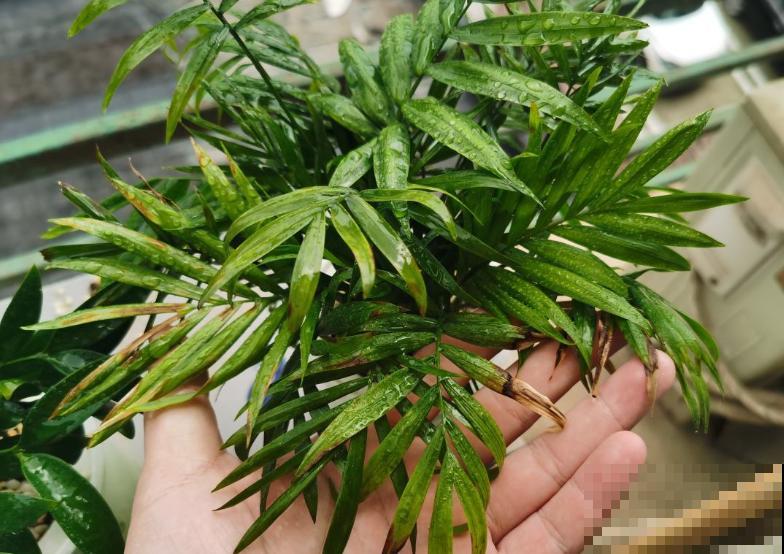 叶子发黄，就这4个原因，看完就明白了！