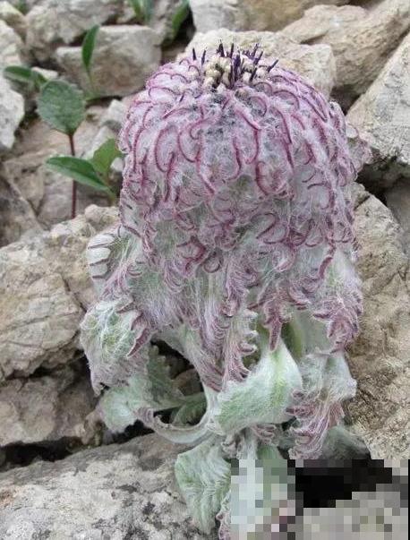 山上的雪莲,说摘就摘? 山上的雪莲,说摘就摘?