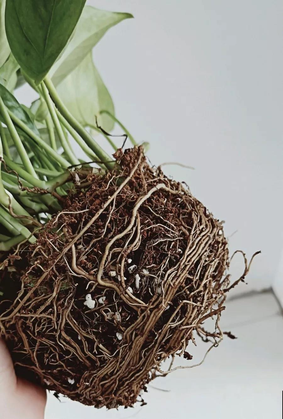 换盆有讲究,不能乱来,伤到根部就惨啦! 换盆有讲究,不能乱来,伤到根部就惨啦!