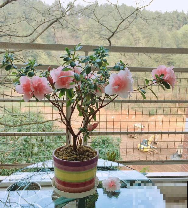 她家的花一开，就赶紧画成水彩画，比真花还美！