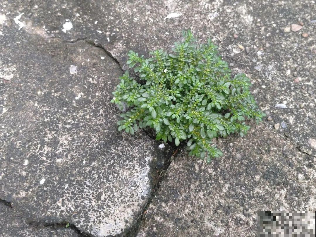 38种入侵植物,全村出来挖,挖完又长一大片 38种入侵植物,全村出来挖,挖完又长一大片