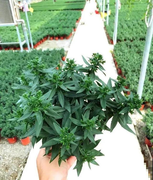 秋天必养的花,开花多气质好,关键还好养! 秋天必养的花,开花多气质好,关键还好养!