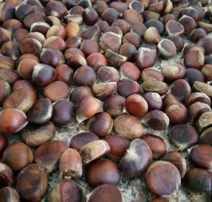 吃不完的板栗别扔,找个花盆种下,长出可爱小盆栽! 吃不完的板栗别扔,找个花盆种下,长出可爱小盆栽!