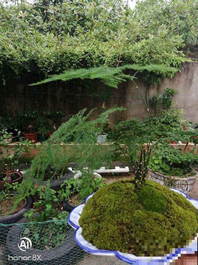 养了10年的芦荟,开出大红色花箭,寓意吉祥好运到 养了10年的芦荟,开出大红色花箭,寓意吉祥好运到