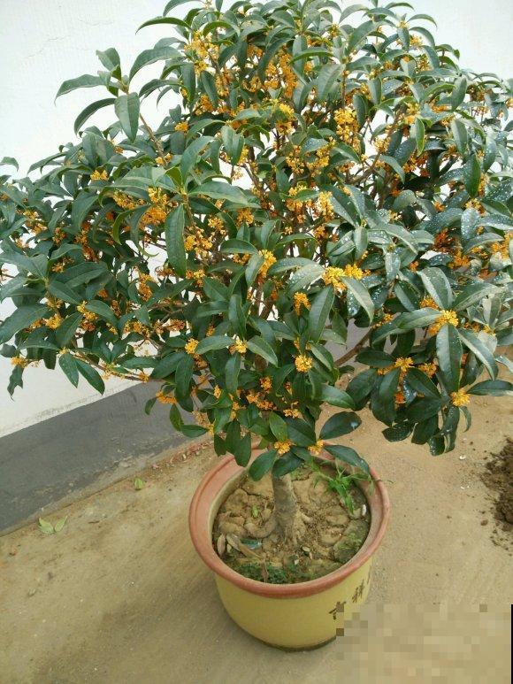 家里养桂花，这4件事不要做，不然叶子掉光光