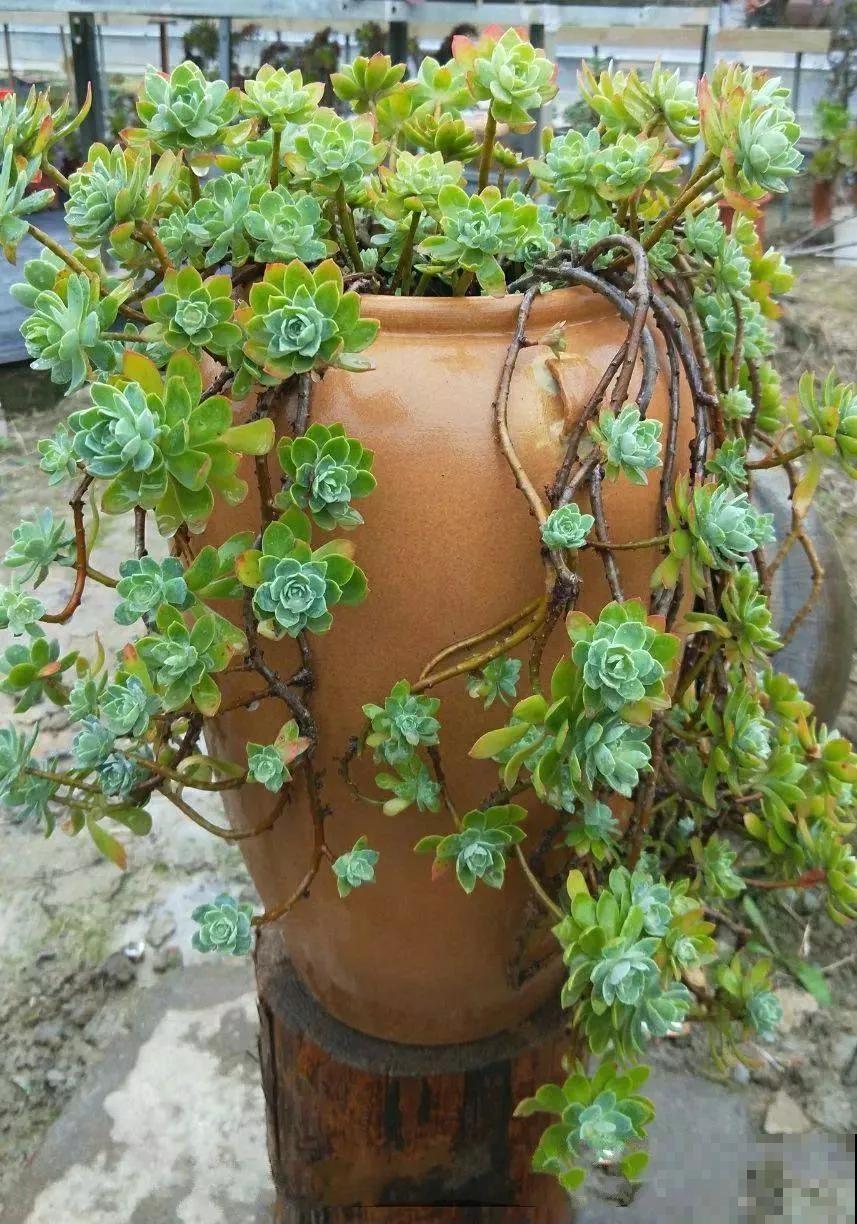 5种多肉，吊起来养，长成一面瀑布太霸气！