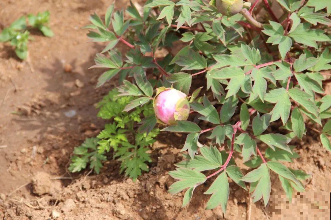 这花只能秋天养,埋土里就活,晚了再等一整年! 这花只能秋天养,埋土里就活,晚了再等一整年!